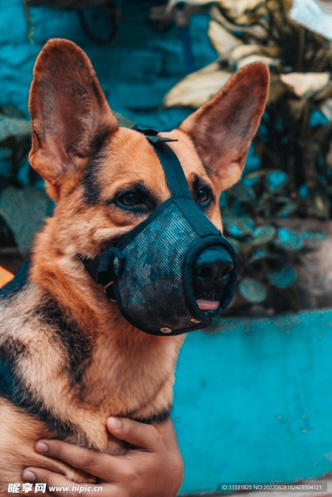 德国牧羊犬