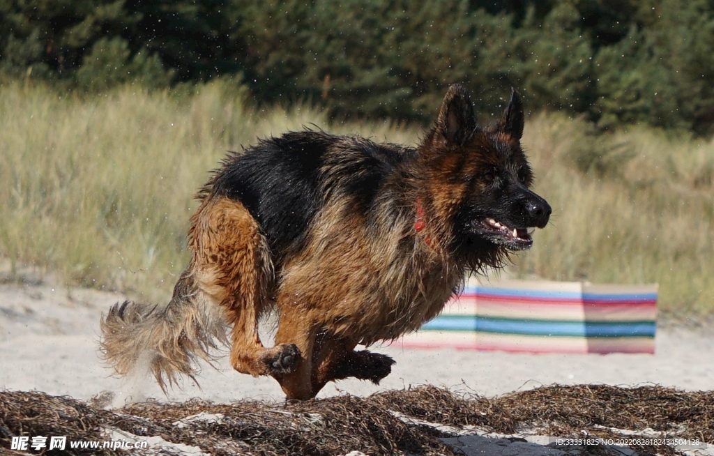 德国牧羊犬