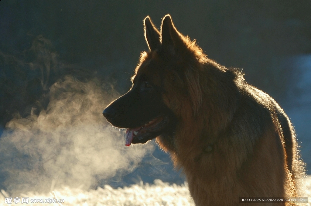德国牧羊犬