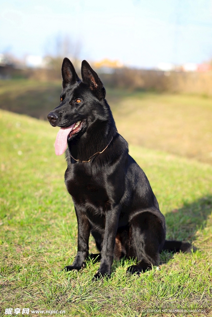 德国牧羊犬