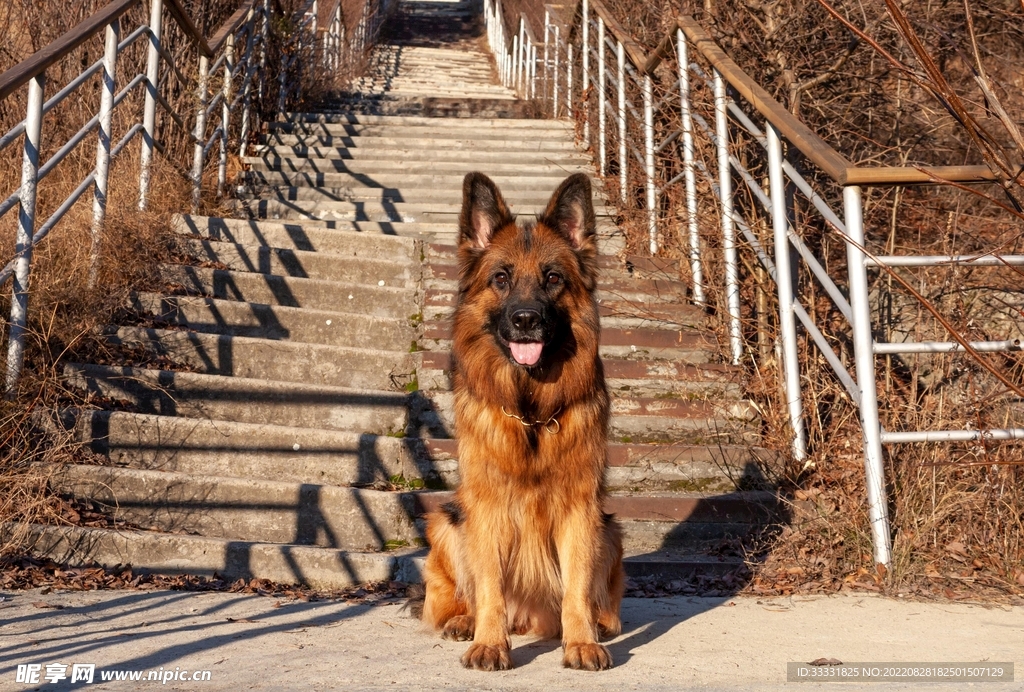 德国牧羊犬