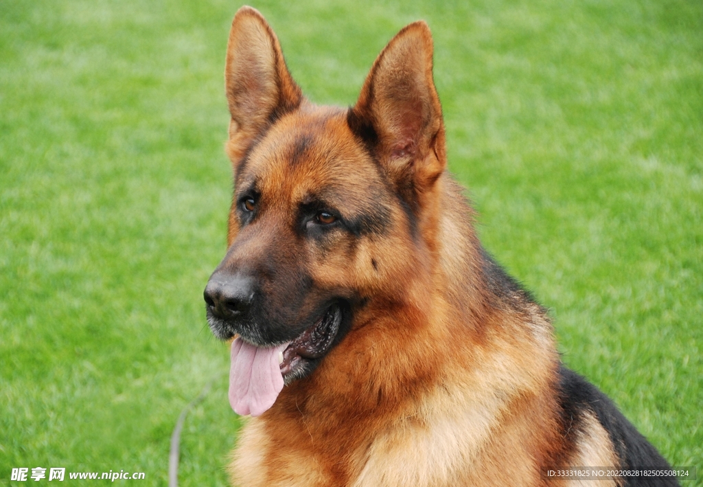 德国牧羊犬