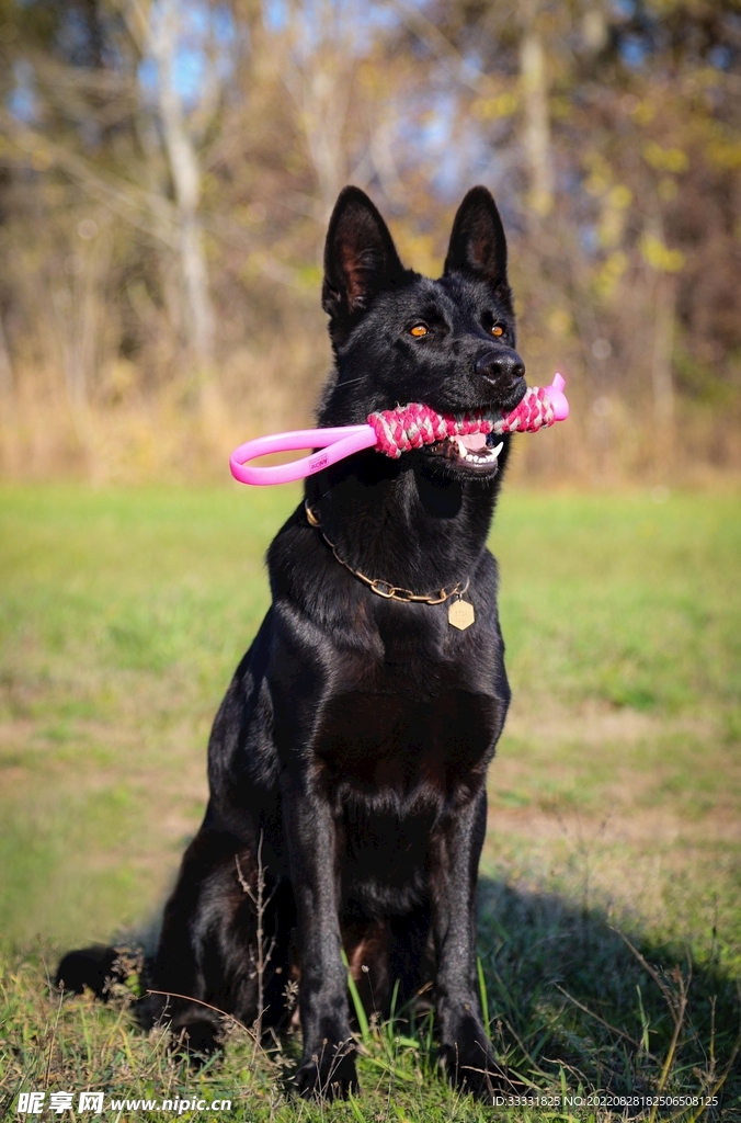 德国牧羊犬