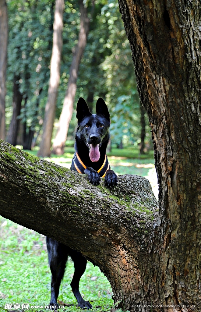 德国牧羊犬