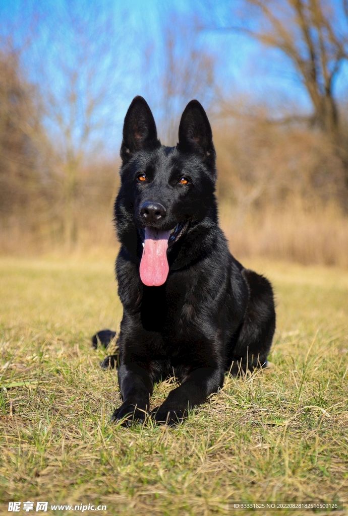 德国牧羊犬