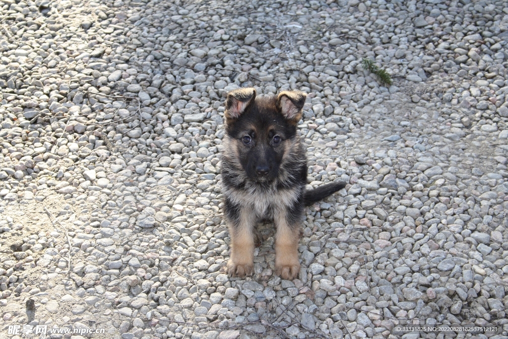 德国牧羊犬