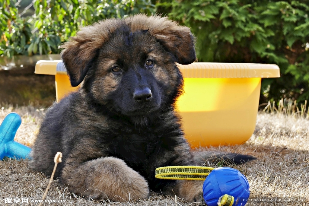 德国牧羊犬摄影图__家禽家畜_生物世界_摄影图库_昵图网