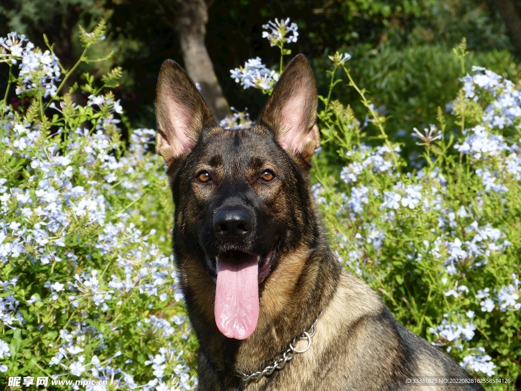 德国牧羊犬