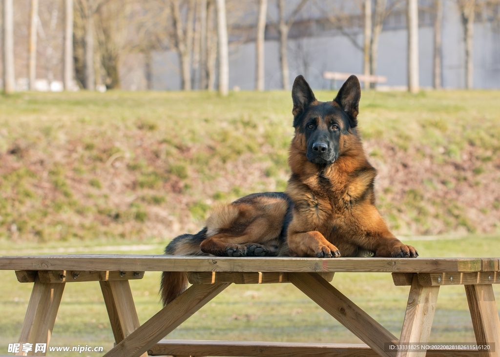 德国牧羊犬