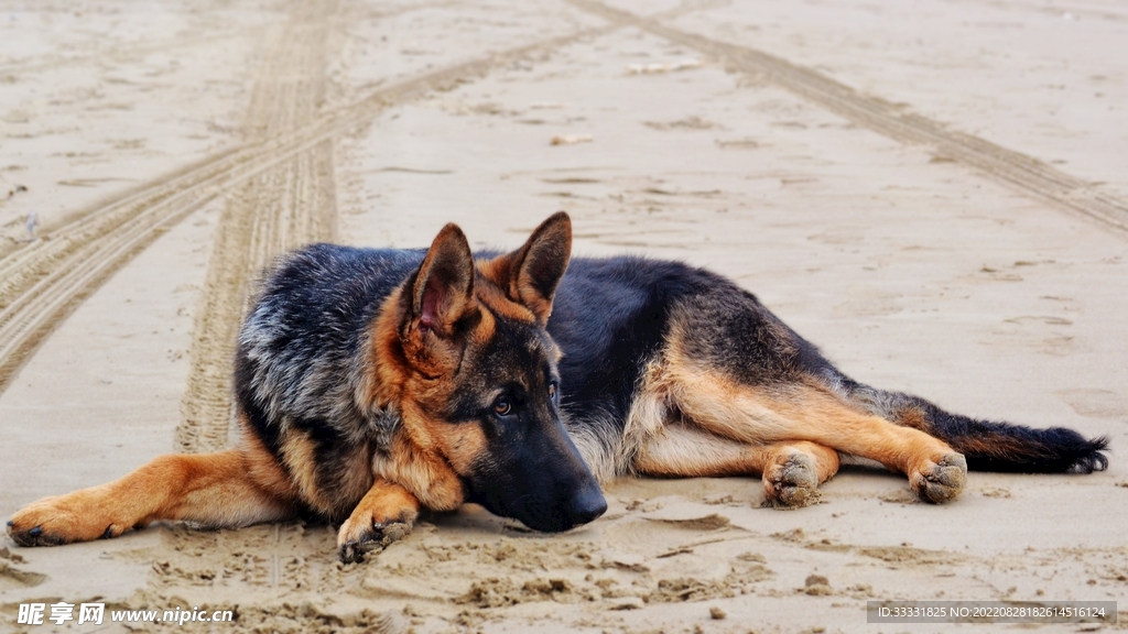 德国牧羊犬