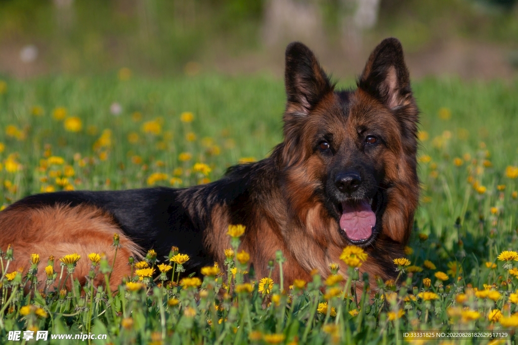 德国牧羊犬