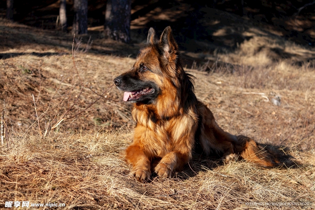 德国牧羊犬摄影图__家禽家畜_生物世界_摄影图库_昵图网