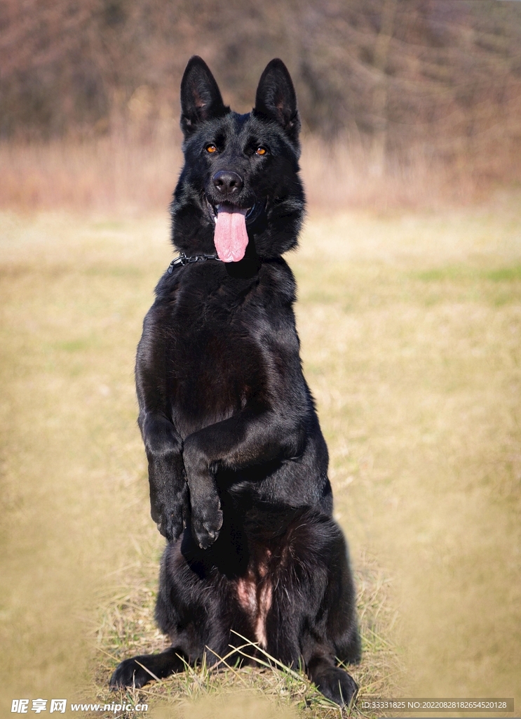 德国牧羊犬