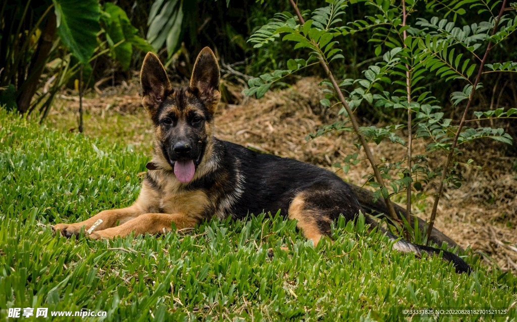 德国牧羊犬