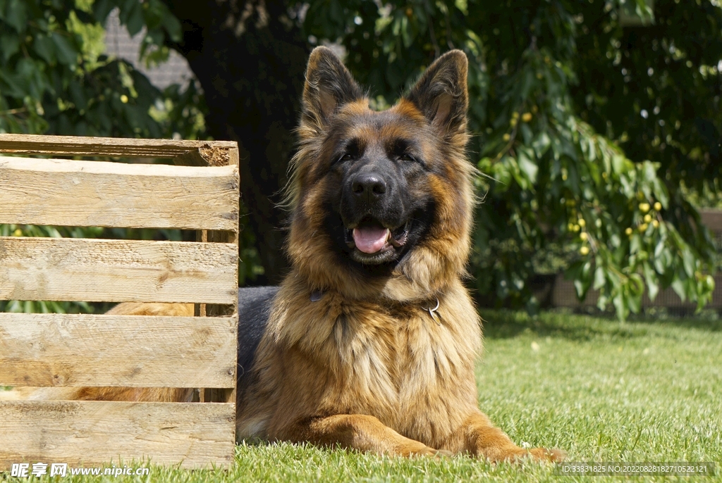 德国牧羊犬
