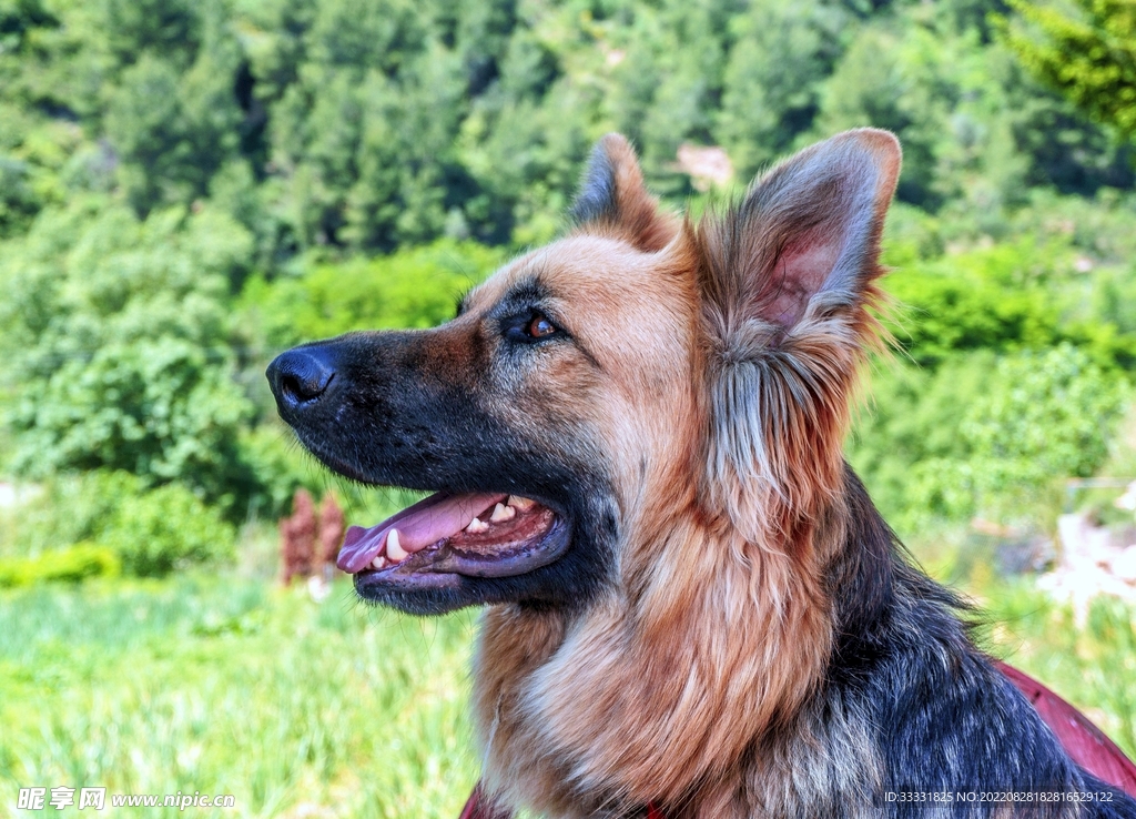 德国牧羊犬摄影图__家禽家畜_生物世界_摄影图库_昵图网