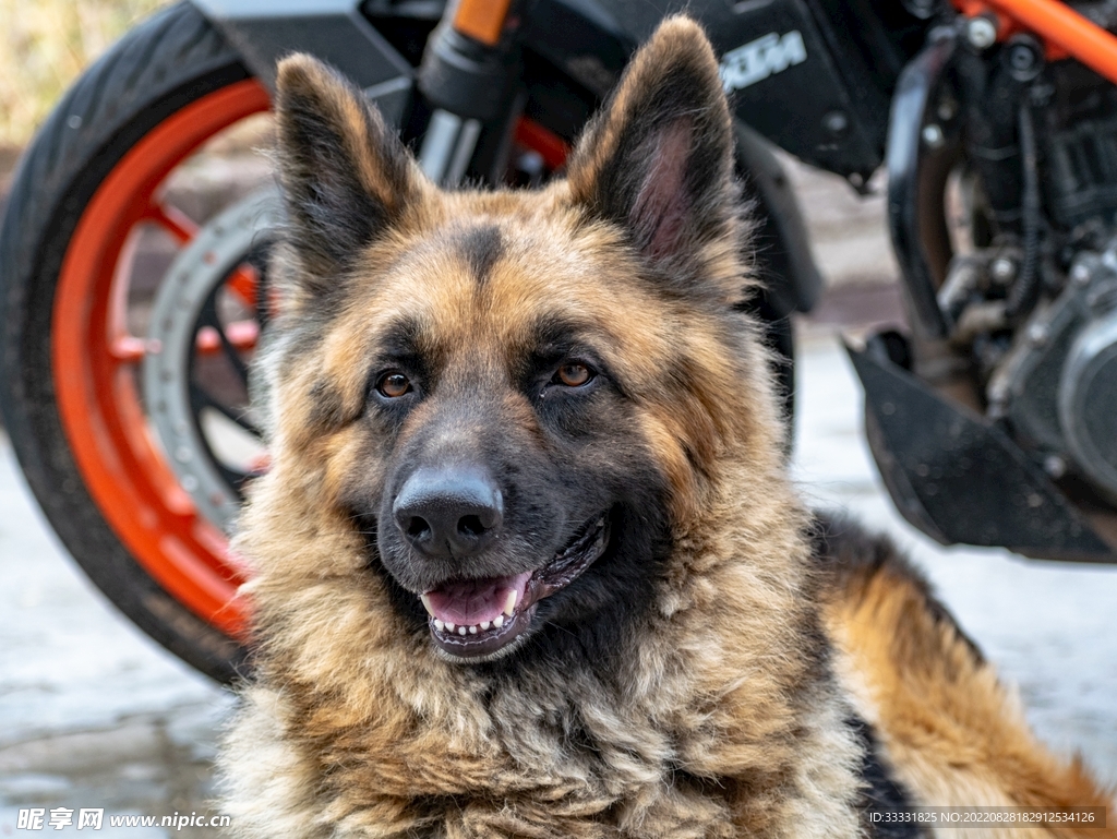 德国牧羊犬