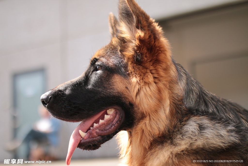 德国牧羊犬