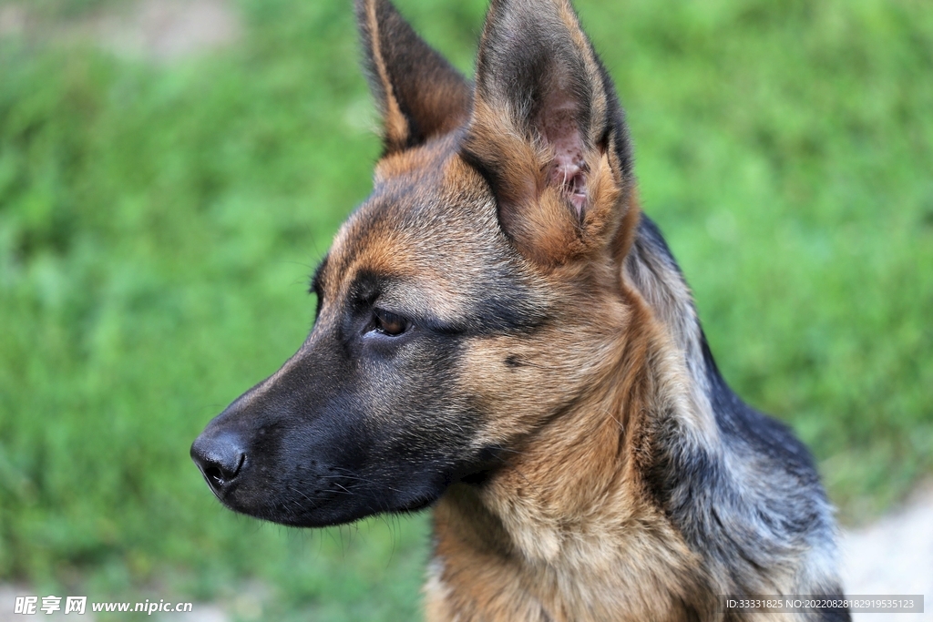 德国牧羊犬
