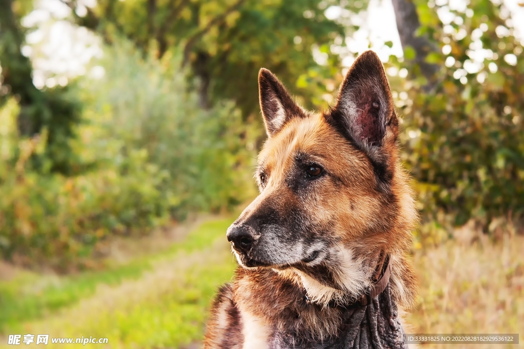 德国牧羊犬