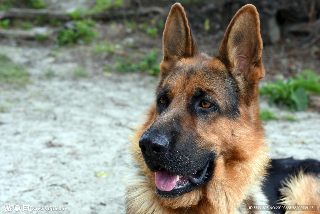德国牧羊犬