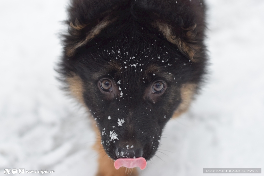 德国牧羊犬