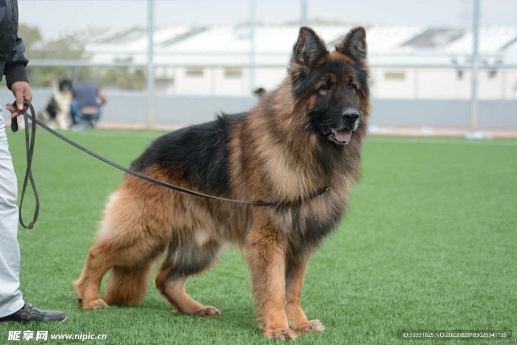 德国牧羊犬