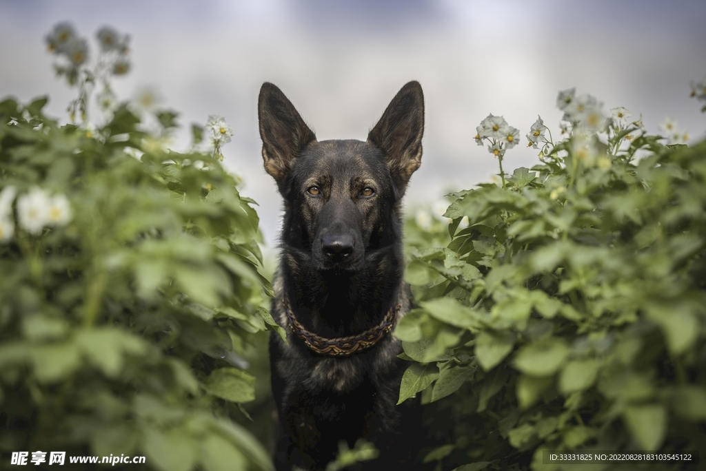 德国牧羊犬