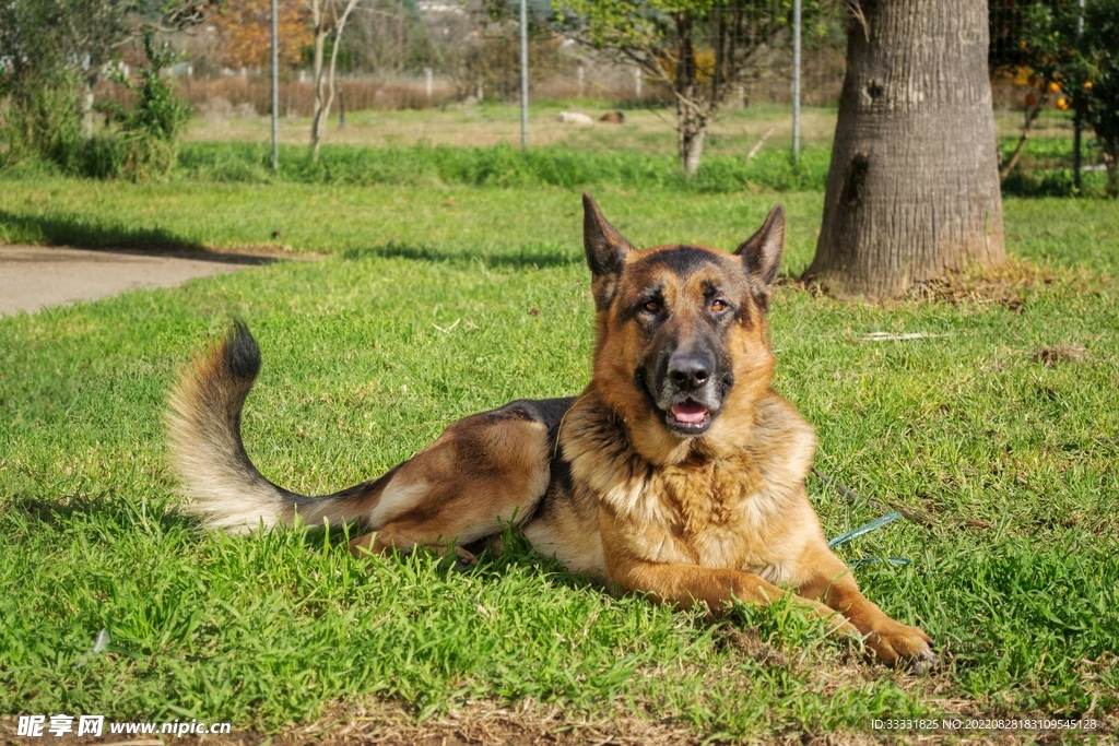 德国牧羊犬