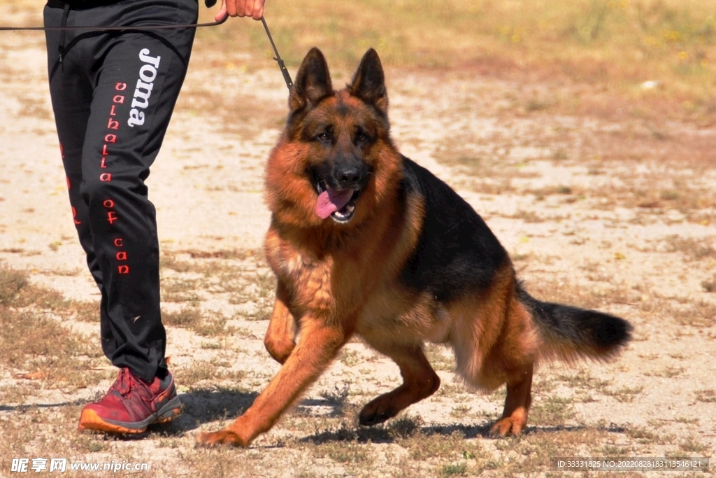 德国牧羊犬