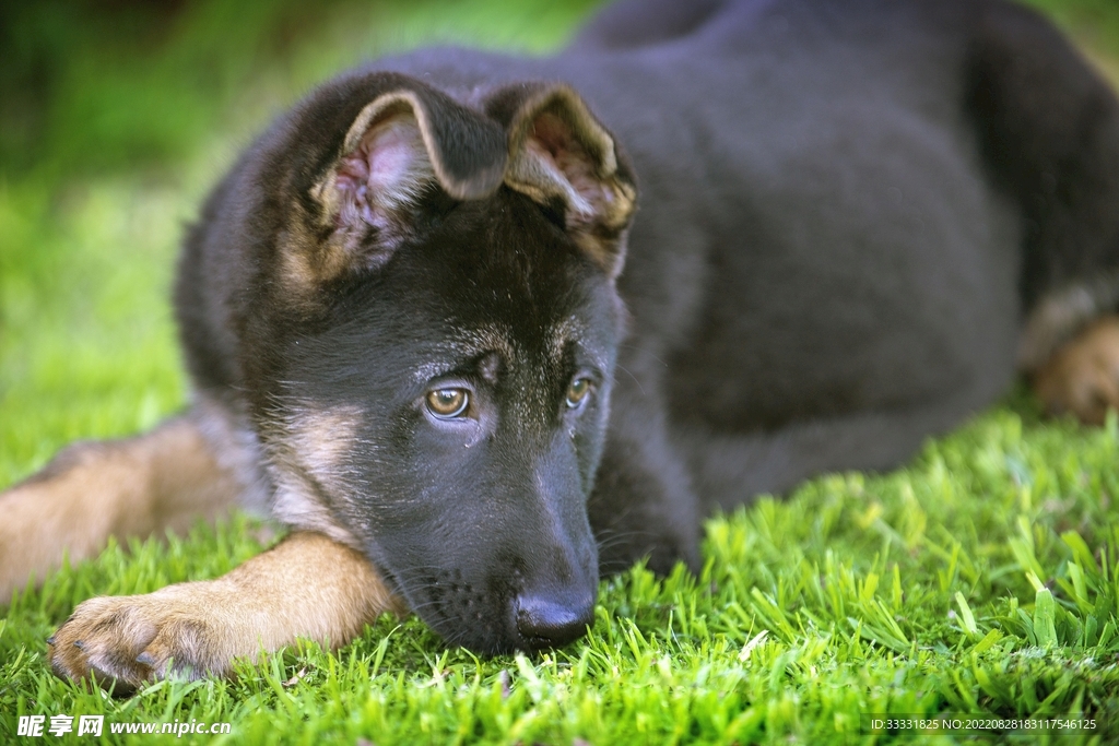 德国牧羊犬