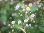 白色雏菊 植物 野花