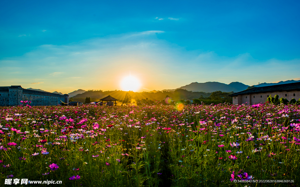 花海