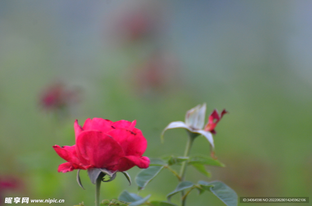 红色月季花