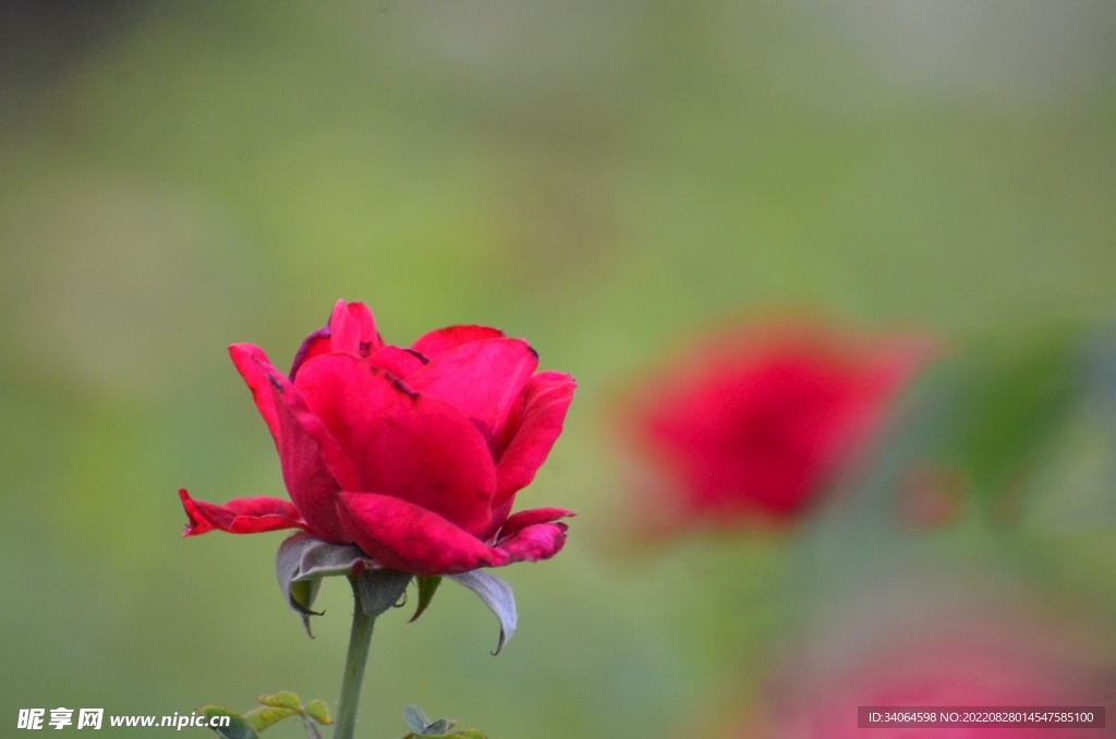 红色月季花