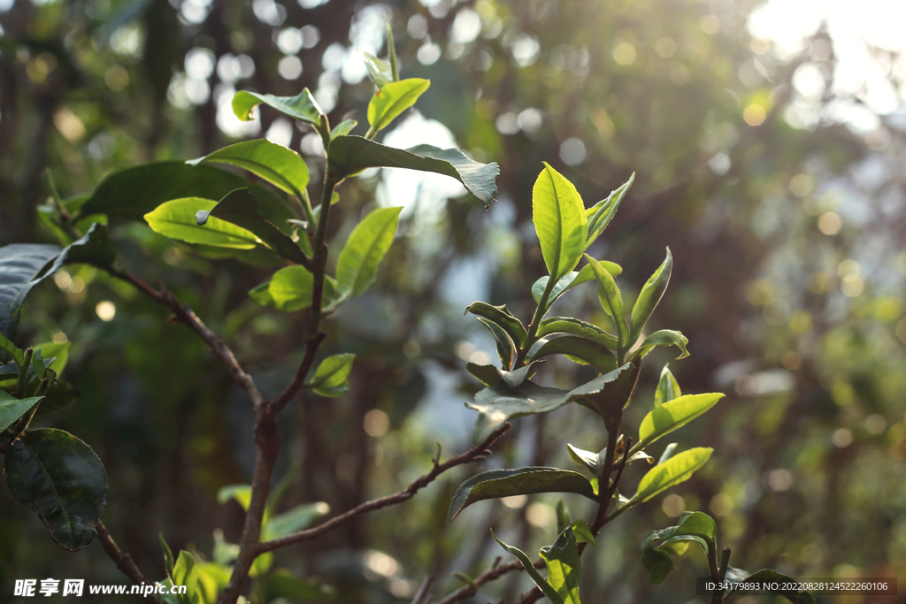 茶叶细节