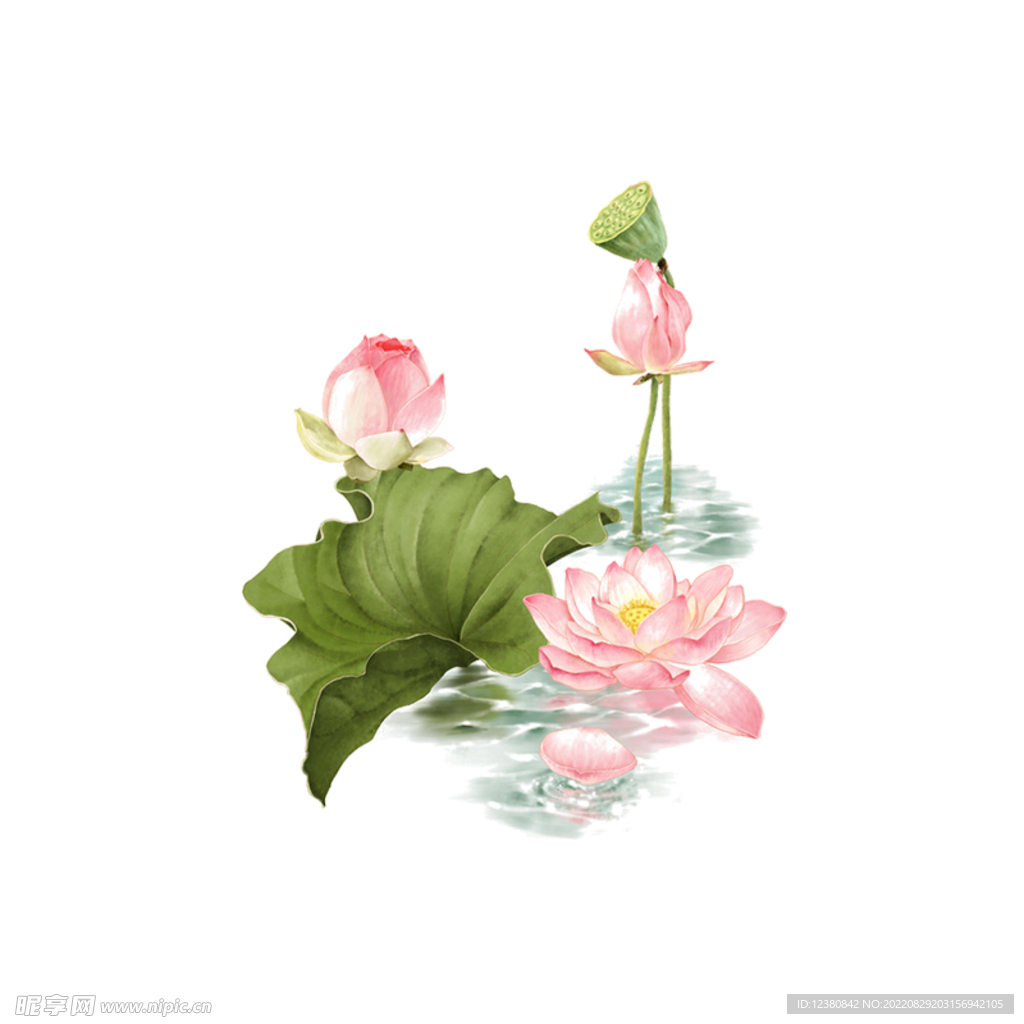 荷花