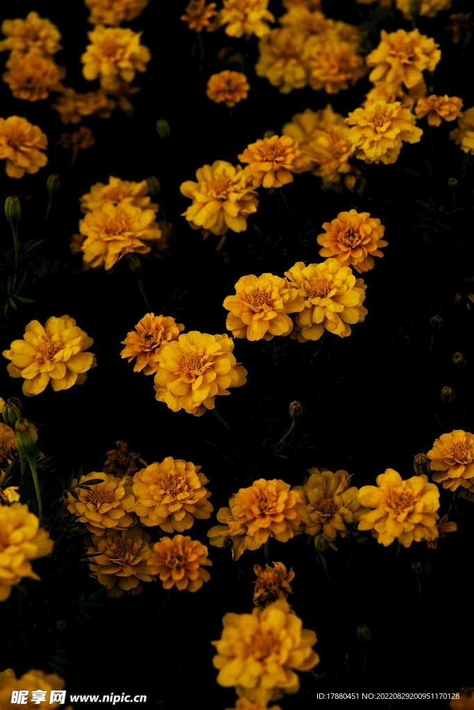 万寿菊
