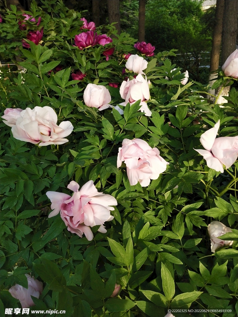 牡丹花