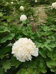 牡丹花