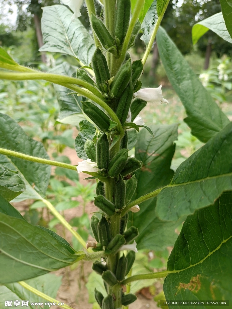 芝麻棵