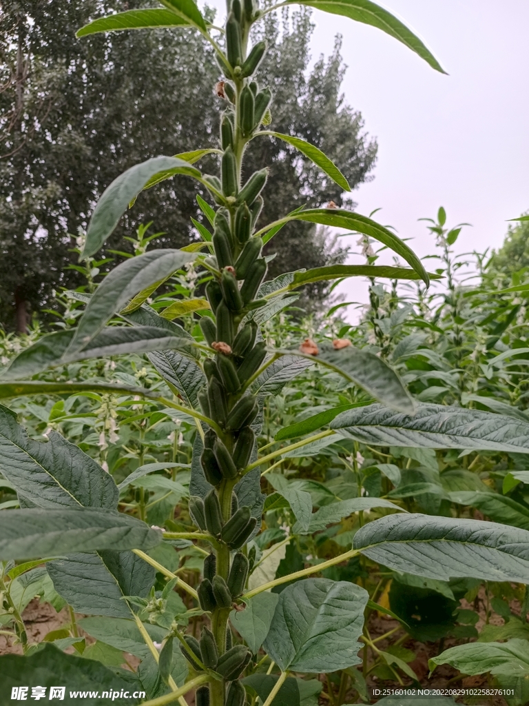 芝麻树的样子图片