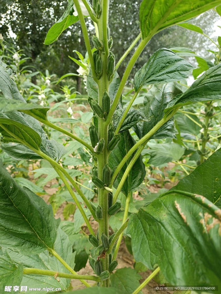 芝麻棵