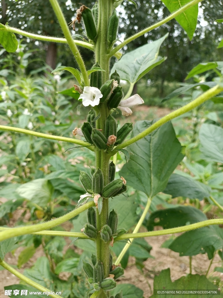 芝麻花