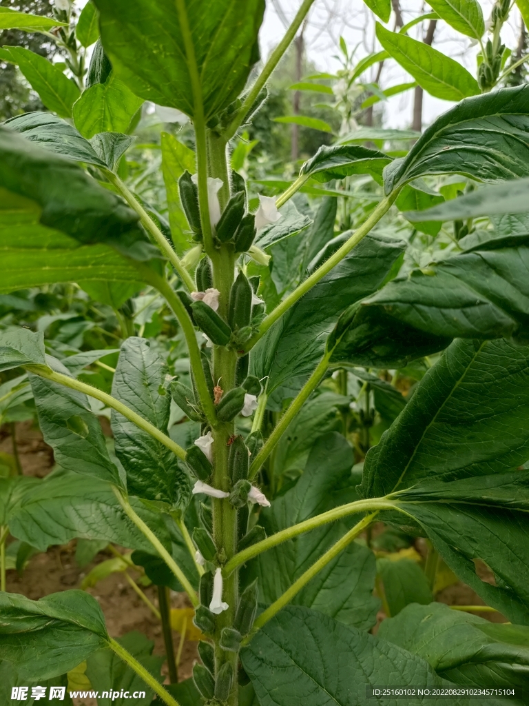 芝麻棵