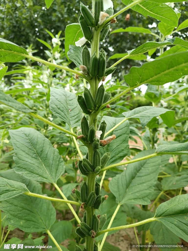 芝麻棵