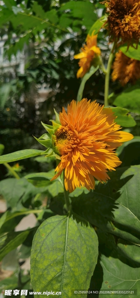 葵花