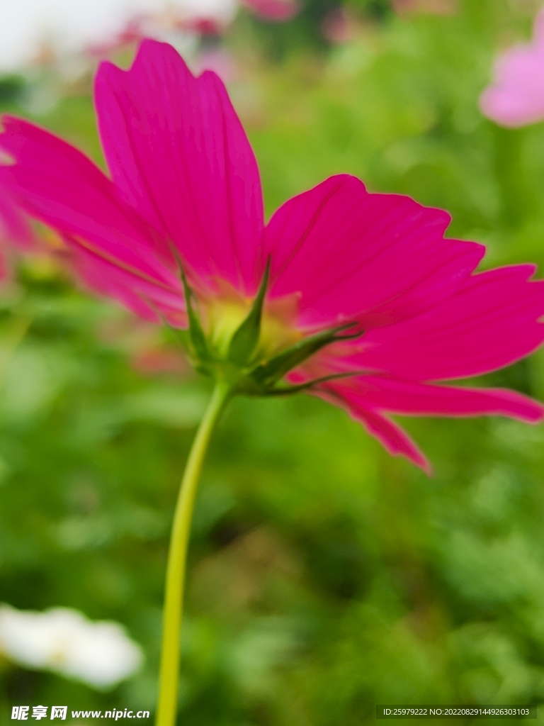 花儿特写