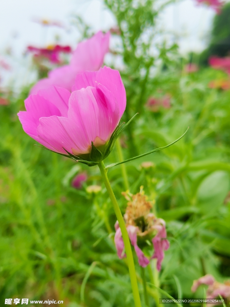 花儿