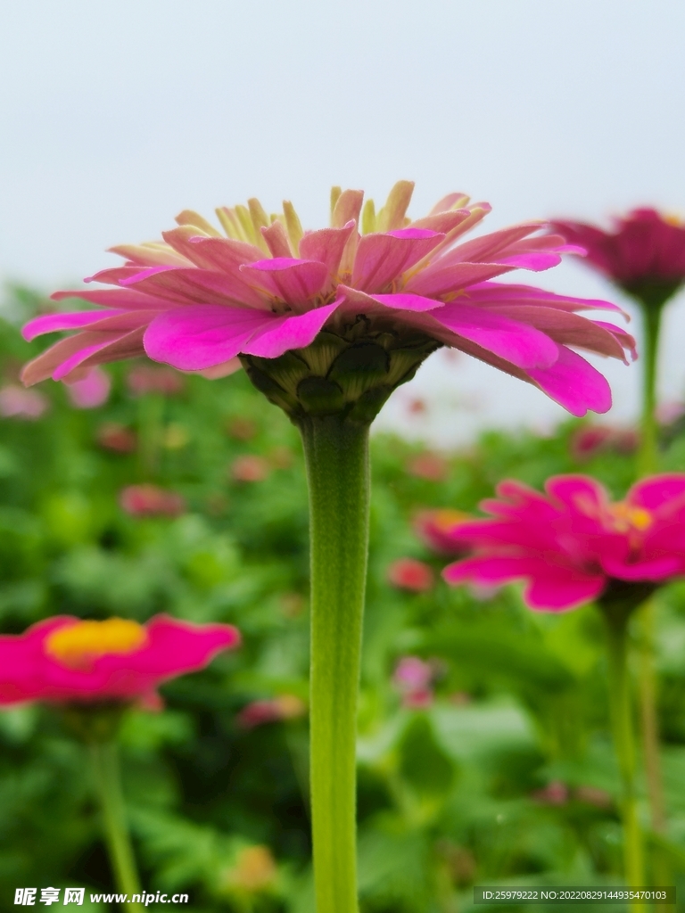 花儿特写